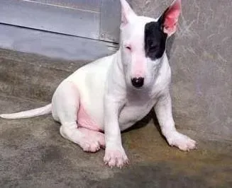 牛头梗|牛头梗患上犬瘟应怎么办