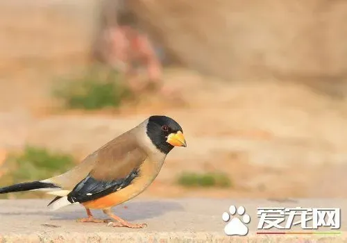 蜡嘴雀驯养 每天需要喂少量青菜和苹果 | 蜡嘴雀