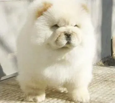 松狮犬|如何为松狮犬驱虫及寄生虫会给松狮犬带来什么危害