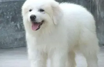 大白熊犬|家中有良方健康无烦恼 轻松医治大白熊犬拉稀带血疾病
