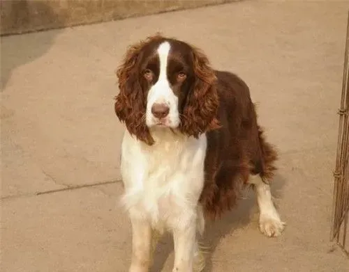 史宾格犬吃什么狗粮 史宾格不能吃的六种食物 | 史宾格犬