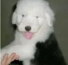 古代牧羊犬|古代牧羊犬吃牧羊人狗粮怎么样