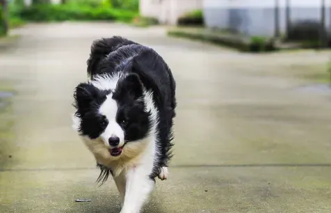 边境牧羊犬坐和趴训练 每次练习完都要赞扬一下 | 边境牧羊犬