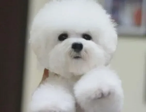 比熊犬|如何通过比熊犬的排便看出它的身体情况
