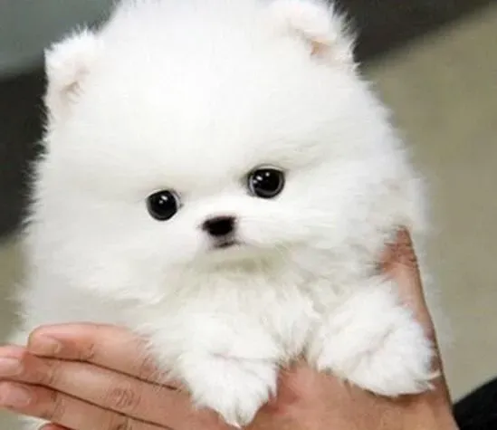 博美犬|博美犬需要喝水吗 怎样给博美犬补充水分