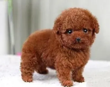 贵宾犬|不能让贵宾犬养成挑食的坏习惯