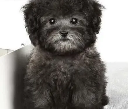 泰迪犬|怎样才是饲养泰迪犬的正确方法