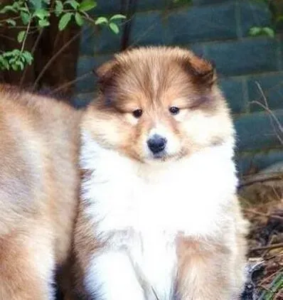 苏格兰牧羊犬|如何在夏天给苏格兰牧羊犬做好防暑准备