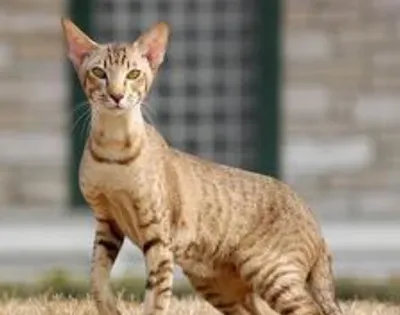 东方短毛猫怎么养 它们的肠胃比较弱 | 东方短毛猫