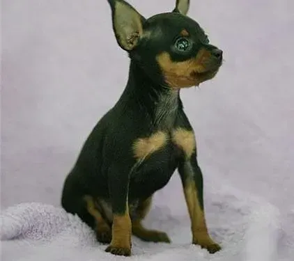 小鹿犬|小鹿犬细小康复后，吐了而且咳嗽应如何是好