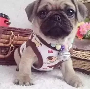 巴哥犬|揭开巴哥犬神秘睡眠模式的秘密大公开