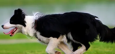 边境牧羊犬坐和趴训练 每次练习完都要赞扬一下 | 边境牧羊犬