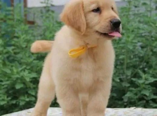 金毛|好狗讲卫生 训练金毛犬排泄的方法