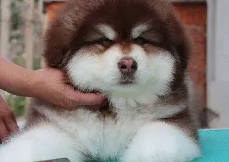 阿拉斯加犬|冬季饲养阿拉斯加雪橇犬的方法指南
