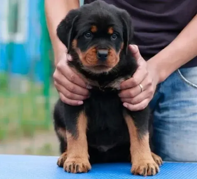 罗威纳犬|罗威纳犬牙齿黄，有异味如何解决