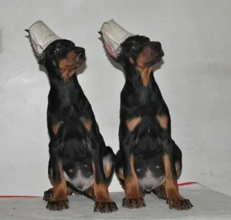 杜宾犬|怎样把杜宾犬变得无比乖巧