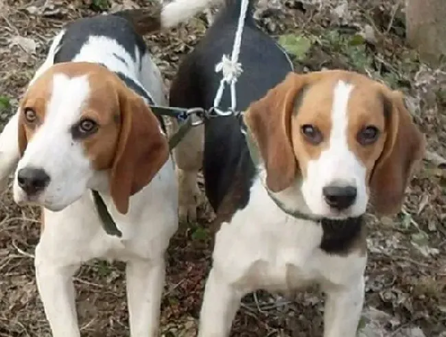 比格犬|养狗新手必知 年幼比格犬补充营养的三大关键