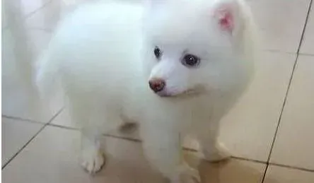 银狐犬|什么样的银狐狗狗不适合外出旅行