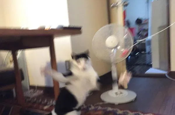 猫咪也有猫咪保姆啦！拍照质量还是有待提高 | 猫