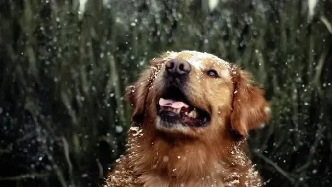 金毛|喂养刚断奶的金毛犬幼犬的最佳方法