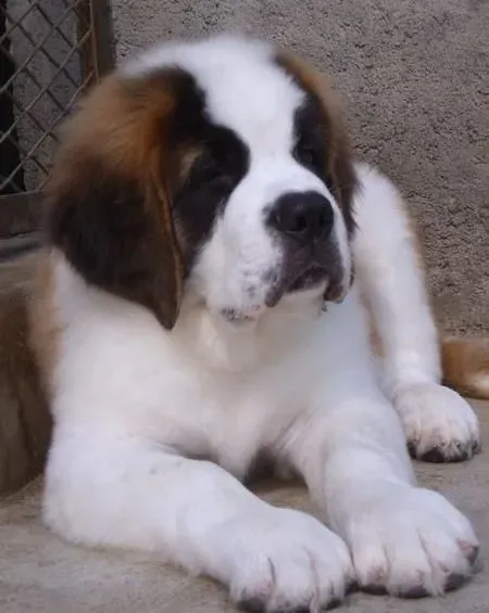 圣伯纳犬|如何让圣伯纳犬接受不同类型的训练