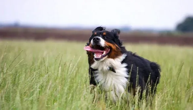 伯恩山犬的样子 伯恩山犬外形特征表现 | 伯恩山犬