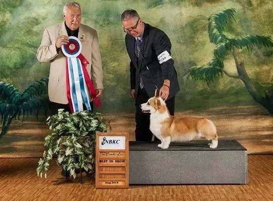 柯基犬|分享柯基犬训练中的一些好意见