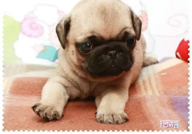 巴哥犬|巴哥犬吃生肉会拉肚子的原因