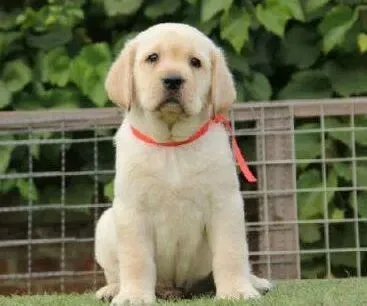 拉布拉多|饲养全程方案 如何照顾初进家门的拉布拉多犬