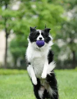 边境牧羊犬拉稀 狗狗养护的一些常识 | 边境牧羊犬