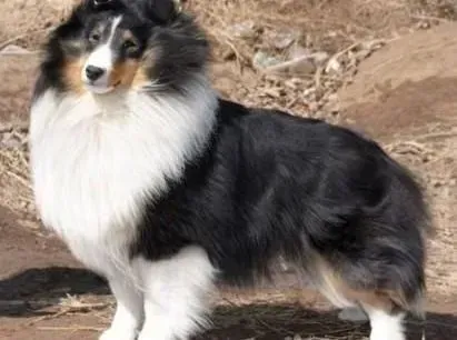 喜乐蒂|了解喜乐蒂犬能接受训练的生理基础
