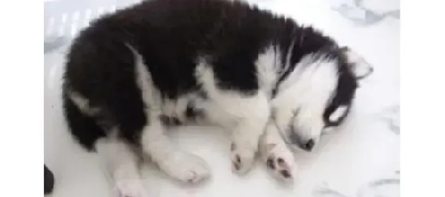 阿拉斯加犬|防止狗狗中暑  夏季避暑良方