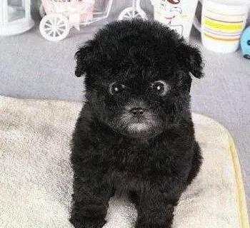 泰迪犬|如何训练两个月的泰迪犬叫主人起床