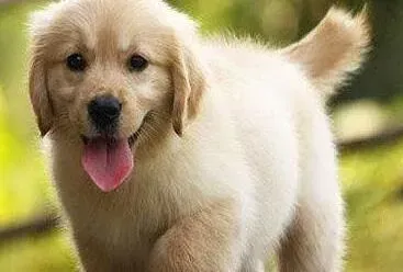 金毛|怎样让金毛犬安全的度过发情期
