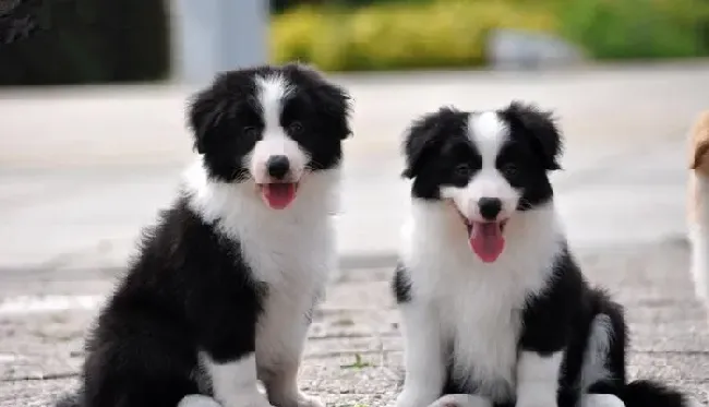 边境牧羊犬训练 飞盘寻回的练习 | 边境牧羊犬