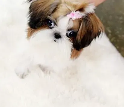 西施犬|西施犬掉毛，身上发红 麻烦医生帮助