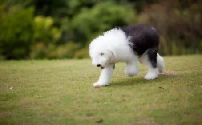 古代牧羊犬|探究喂食古代牧羊犬吃哪种肉类才是最好的