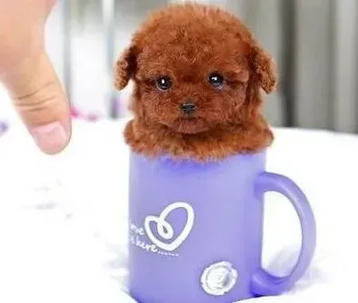 贵宾犬|贵宾犬睡觉磨牙，肚子里还咕咕响是有虫吗