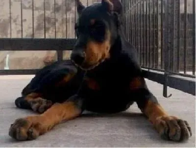 杜宾犬|健康常识 杜宾犬肠胃气胀的原因