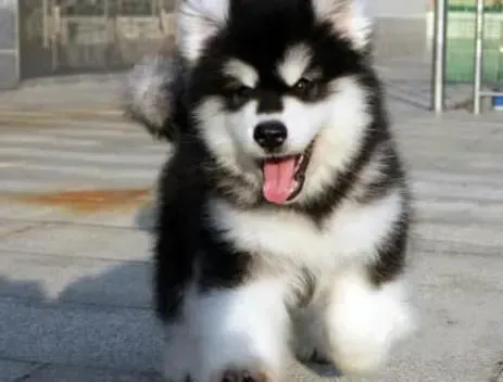 阿拉斯加犬|训练技巧 如何让阿拉斯加雪橇犬更优秀