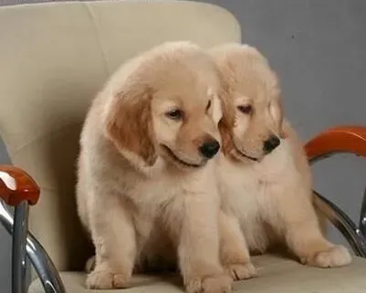 金毛|对于金毛犬来说游泳是一项很好的运动