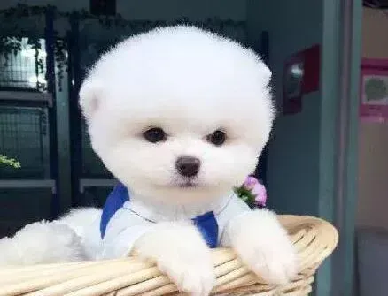 博美犬|将近四个月的博美犬能打疫苗吗