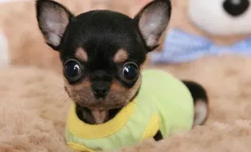 吉娃娃|三个月的吉娃娃怎样才能让它胖起来呢