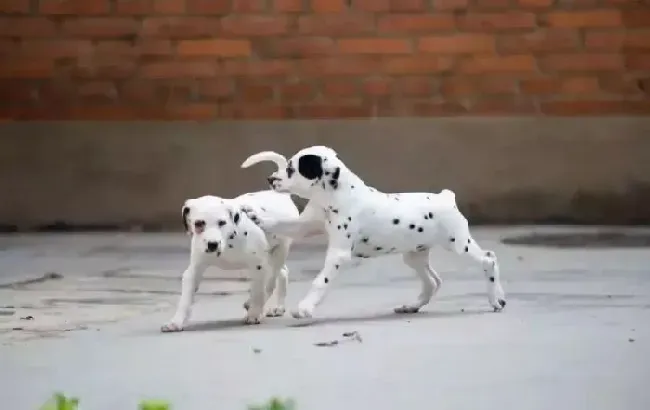 斑点狗|斑点狗的关节有点肿 是骨质增生吗