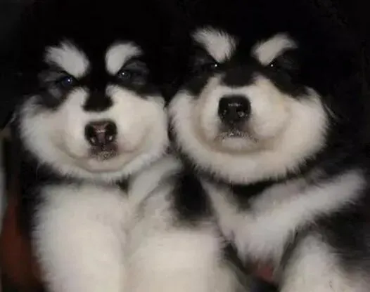 阿拉斯加犬|训练阿拉斯加犬攻击的方法解析