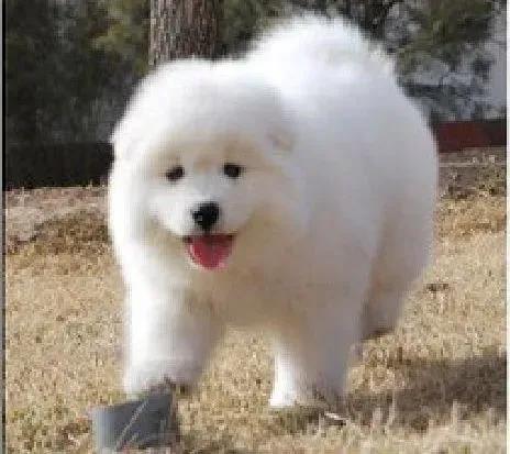 大白熊犬|大白熊犬眼睛掉毛而且皮肤红肿是为什么