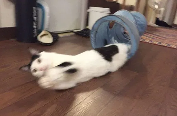 猫咪也有猫咪保姆啦！拍照质量还是有待提高 | 猫