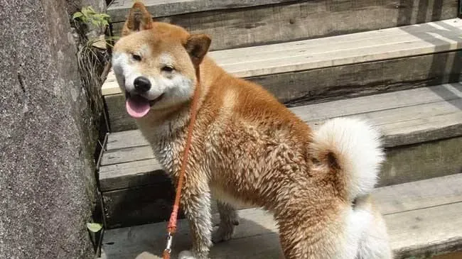 豆柴犬能长多大 如何区别豆柴犬和柴犬 | 柴犬