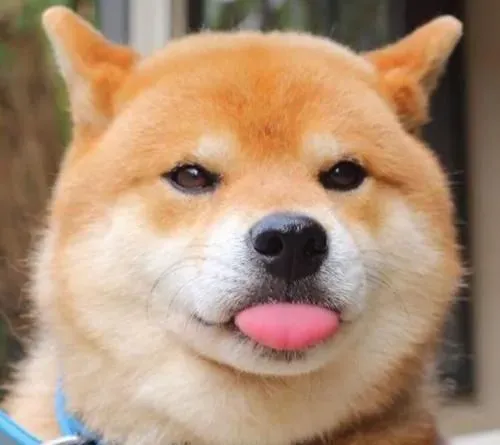 柴犬多久认主 柴犬认主表现是这样 | 柴犬