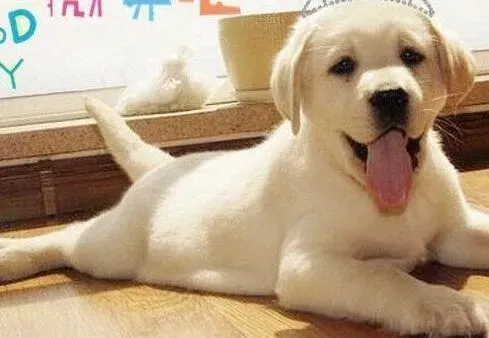 拉布拉多|拉布拉多犬肢体语言的涵义有什么